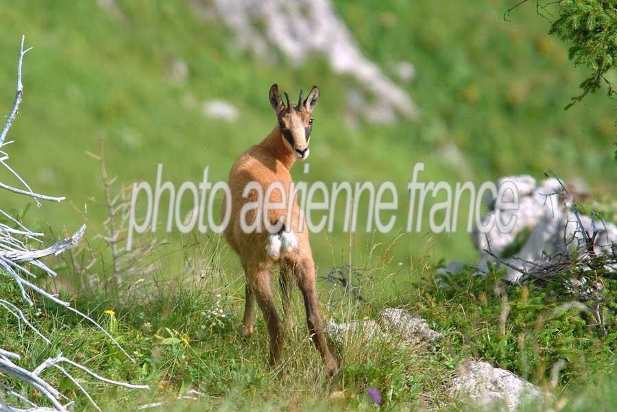 00chamois-7-0804