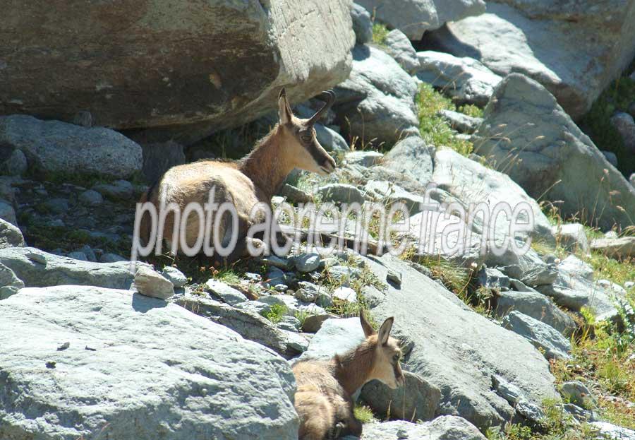 00chamois-8-0803