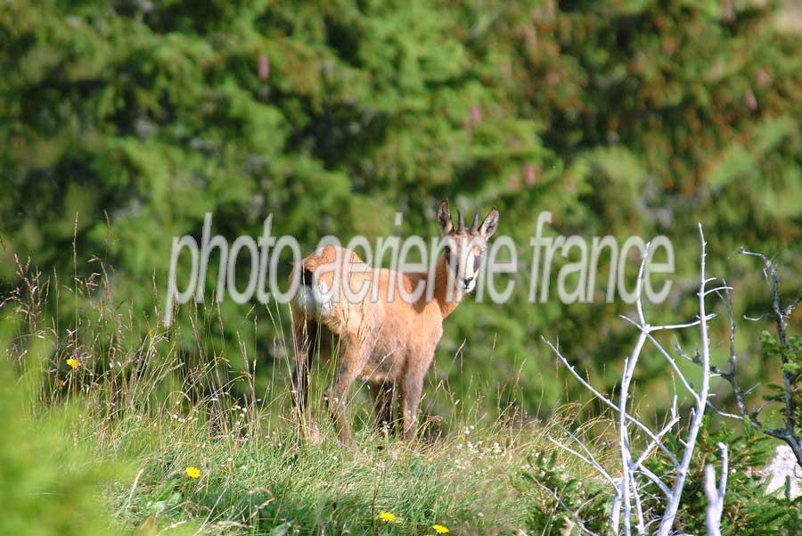 00chamois-9-0804