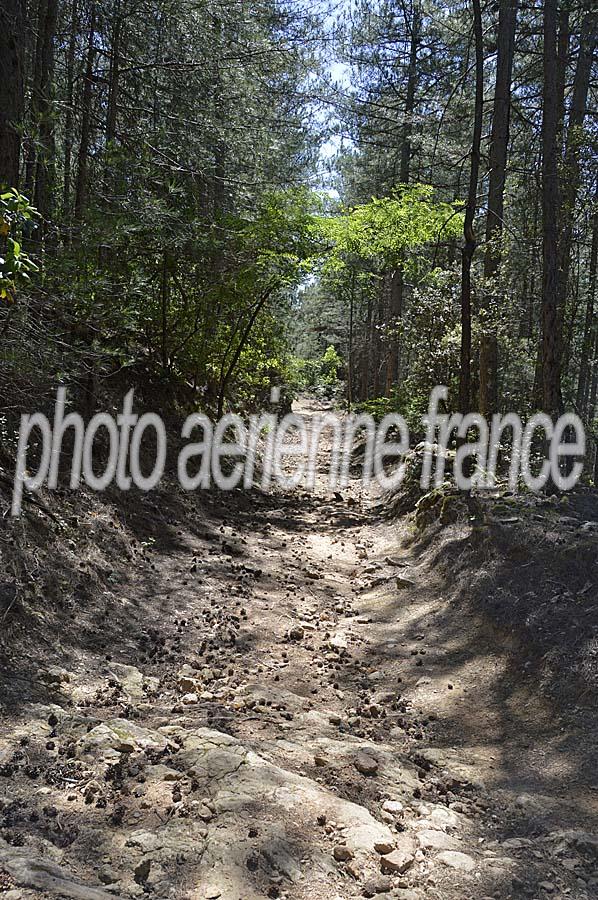 00chemin-foret-1-0515