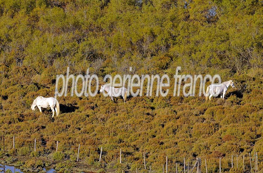 00chevaux-camargue-10-1009