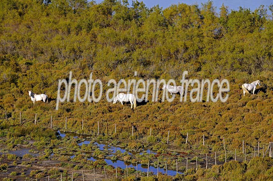 00chevaux-camargue-11-1009