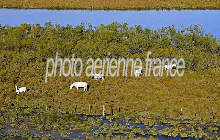 00chevaux-camargue-14-1009