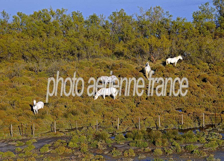 00chevaux-camargue-16-1009