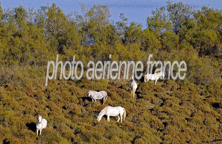 00chevaux-camargue-17-1009