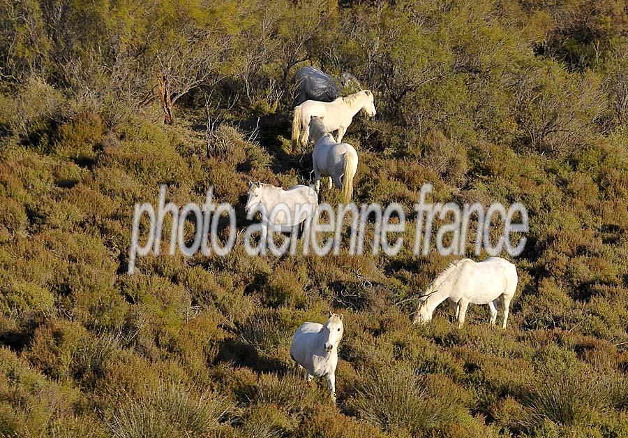 00chevaux-camargue-19-1009