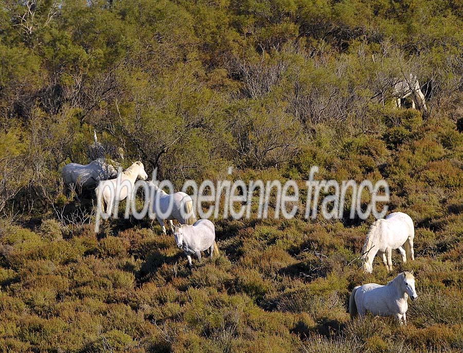 00chevaux-camargue-20-1009