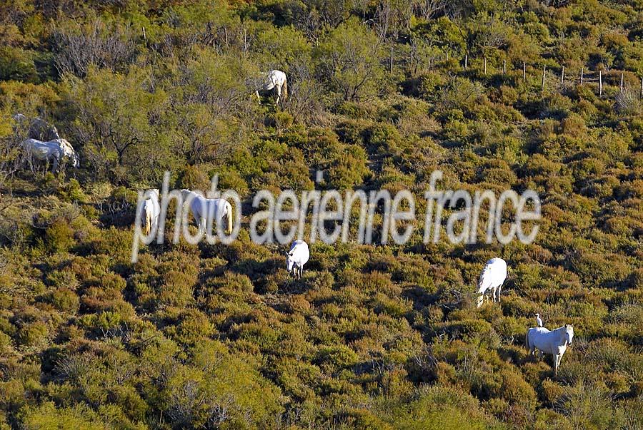 00chevaux-camargue-3-1009