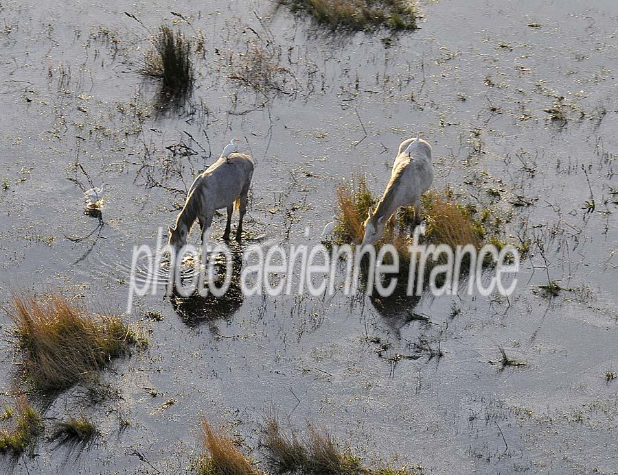 00chevaux-camargue-32-1009