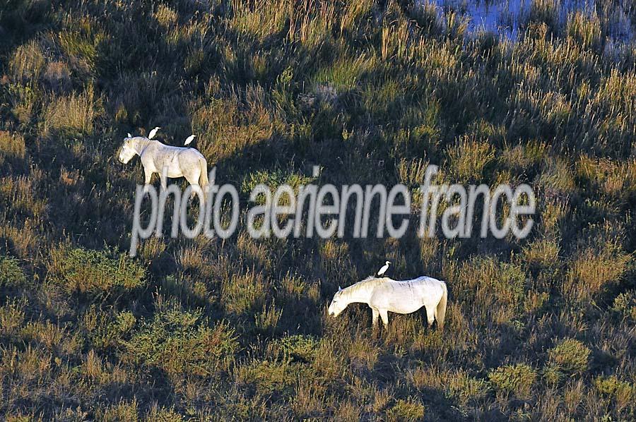 00chevaux-camargue-34-1009