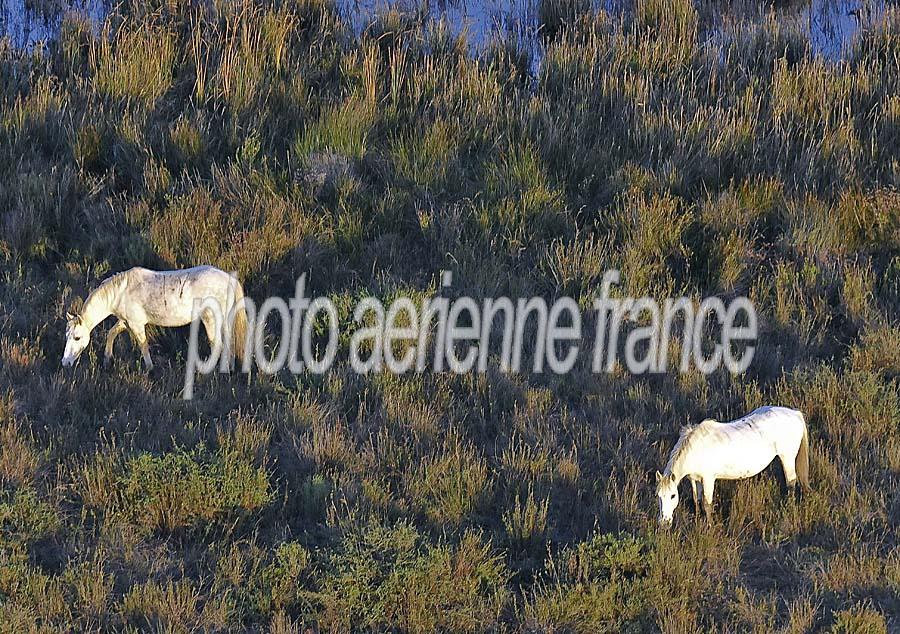 00chevaux-camargue-38-1009