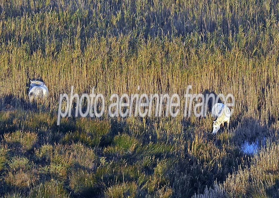 00chevaux-camargue-40-1009