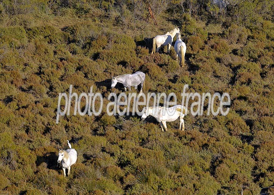 00chevaux-camargue-6-1009