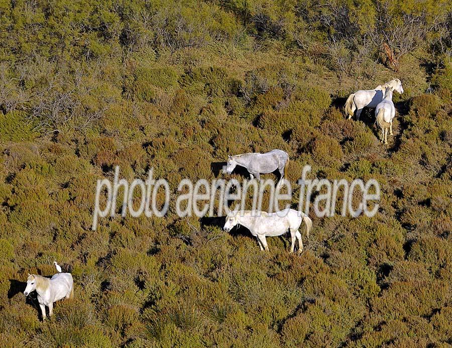 00chevaux-camargue-7-1009