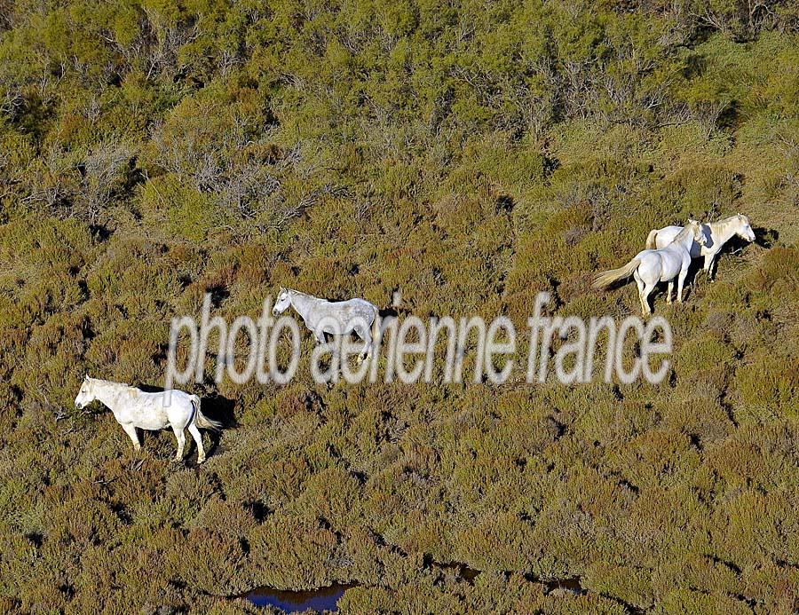 00chevaux-camargue-9-1009