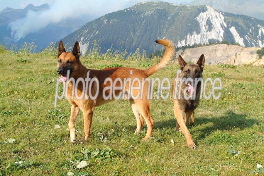 00chiens-1-0803