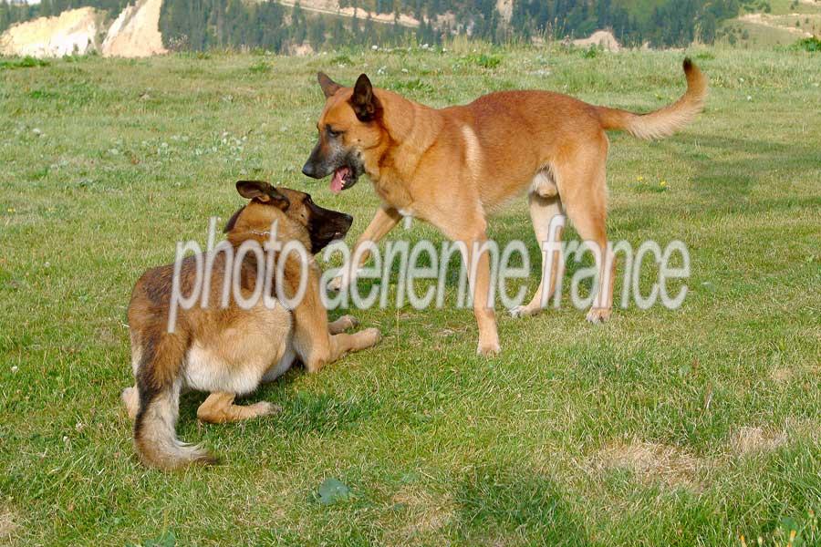 00chiens-3-0803