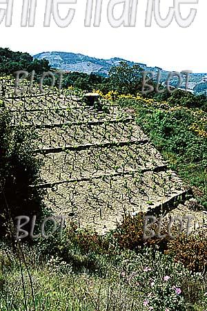 00collioure-vigne-1-e