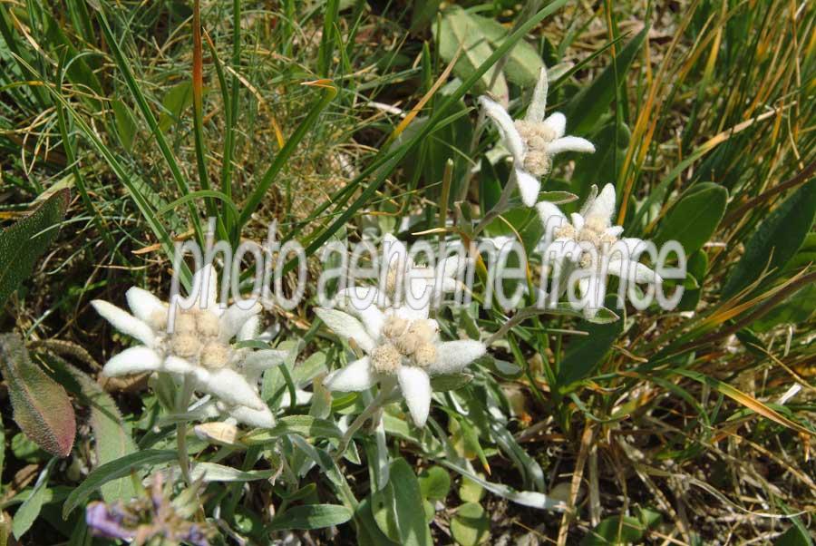 00f-edelweis-4-0803