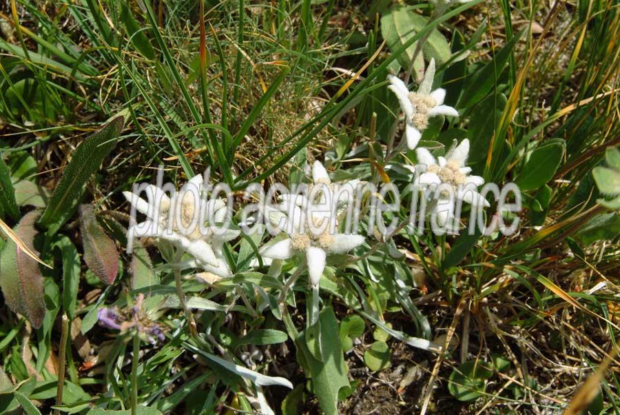 00f-edelweis-7-0803
