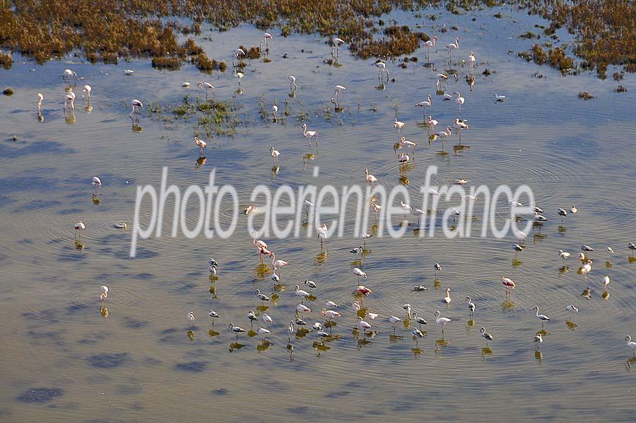 00flamant-rose-10-1009