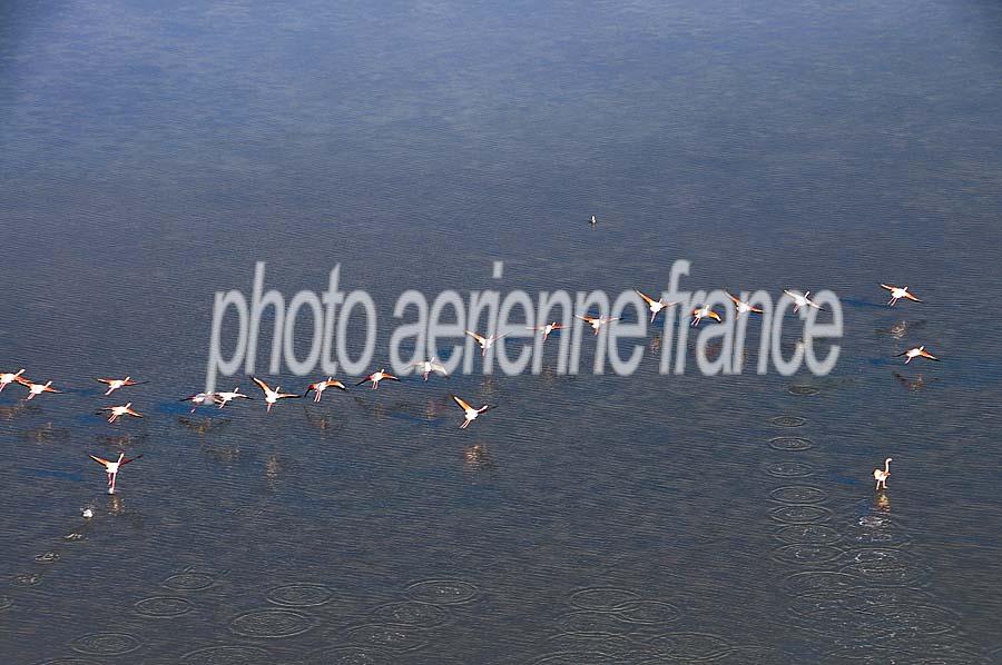 00flamant-rose-17-1009