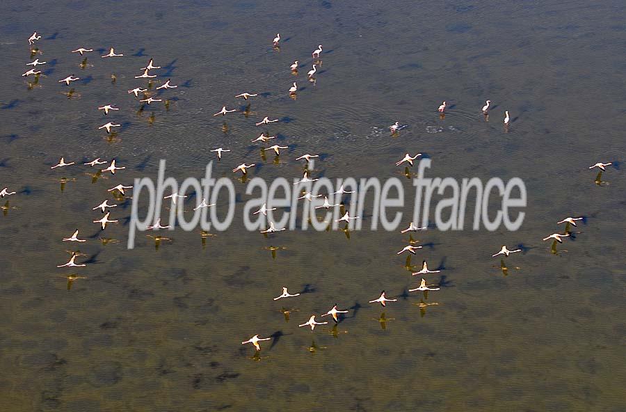 00flamant-rose-47-1009