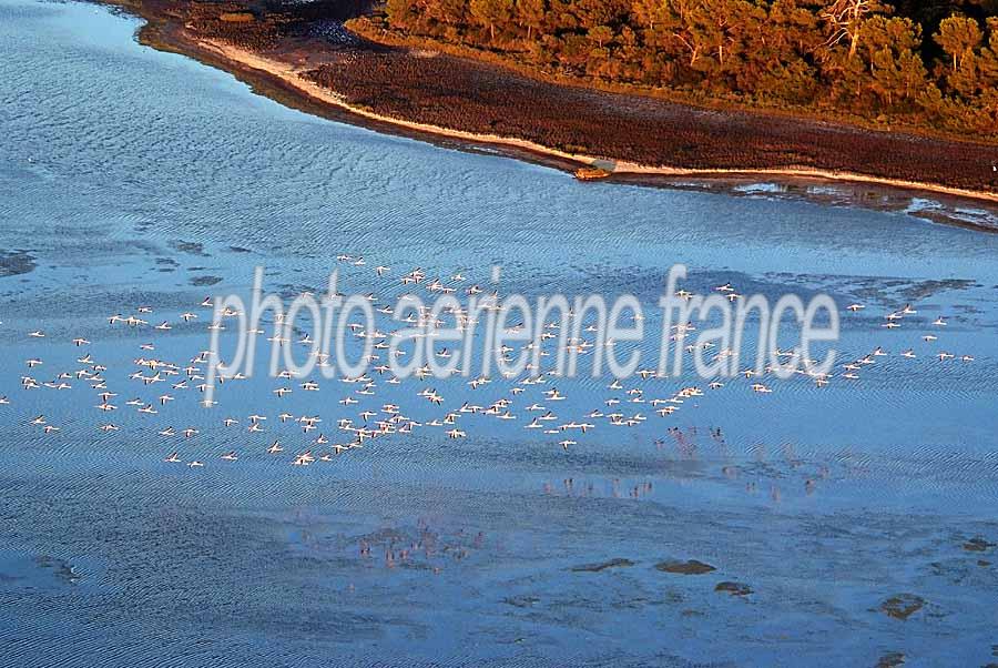 00flamants-roses-11-0707