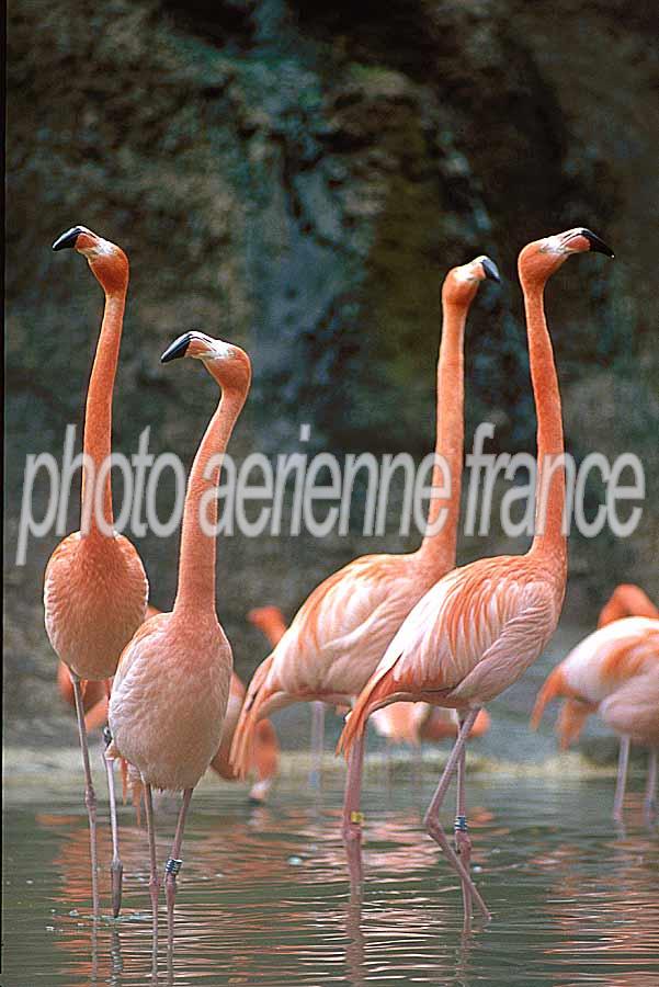 00flamants-roses-2-e