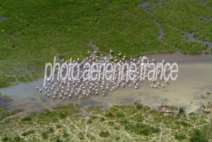 00flamants-roses-5-e