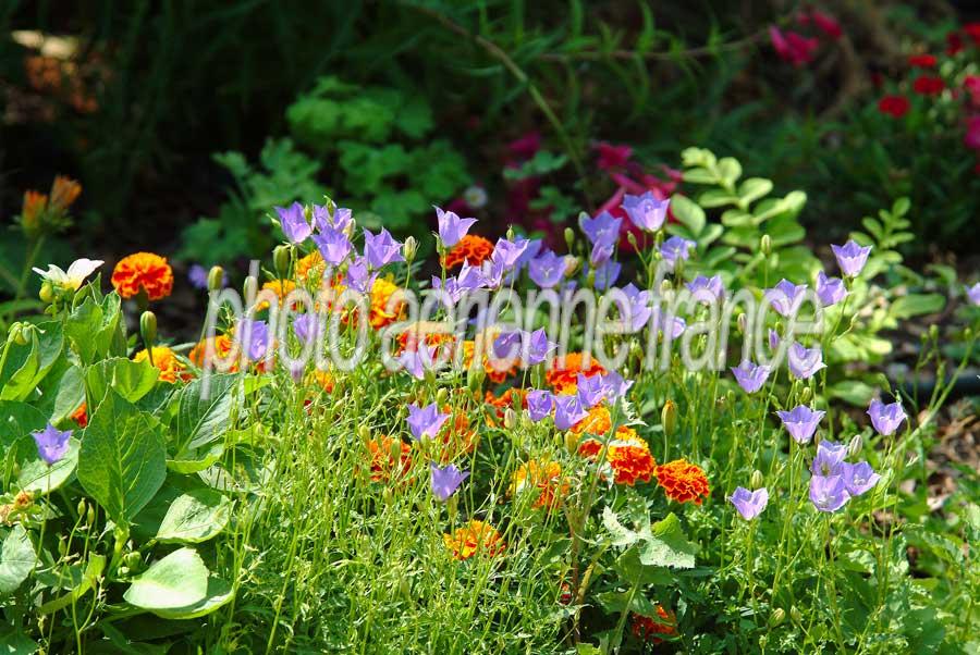 00fleurs-jardin-1-0803