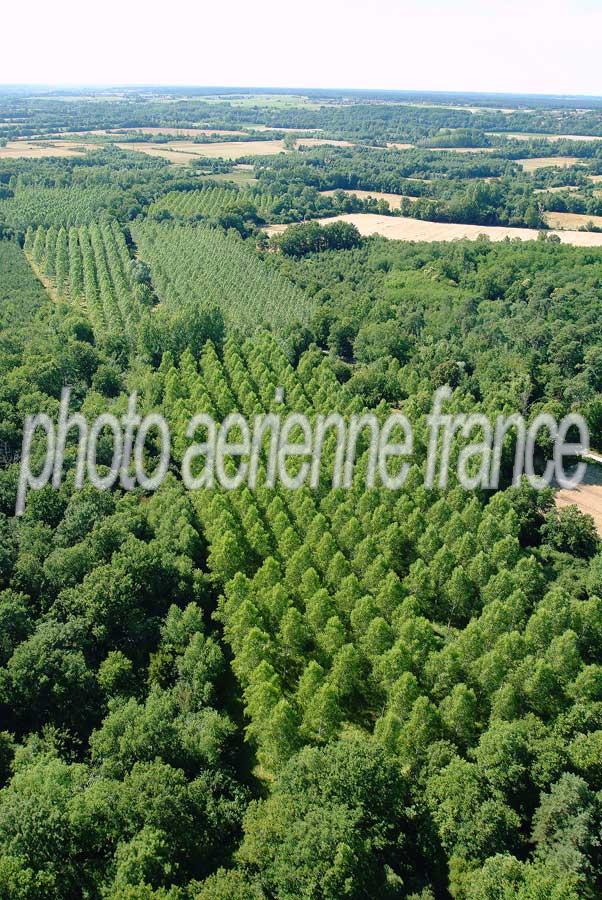 00foret-centre-3-0704