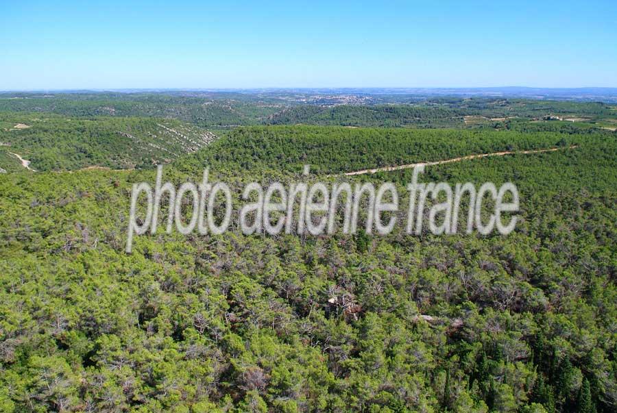 00foret-languedoc-1-0806