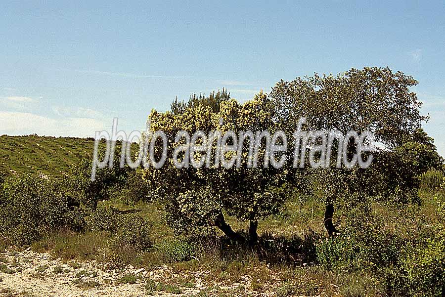 00garrigue-3-e