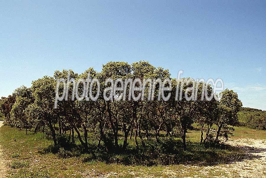 00garrigue-5-e