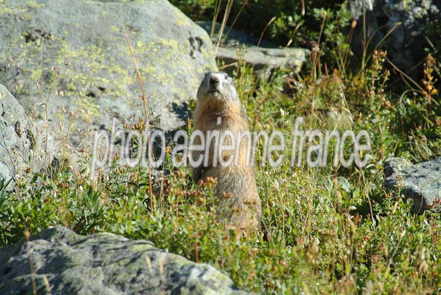 00marmotte-11-0803