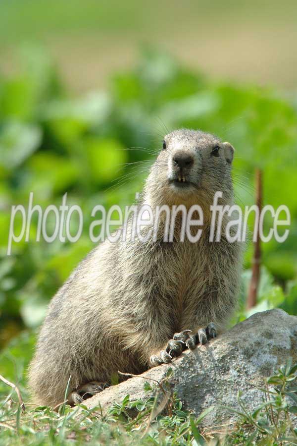 00marmotte-12-0803