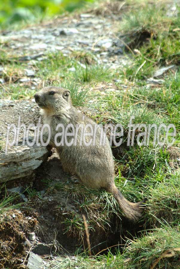 00marmotte-13-0803