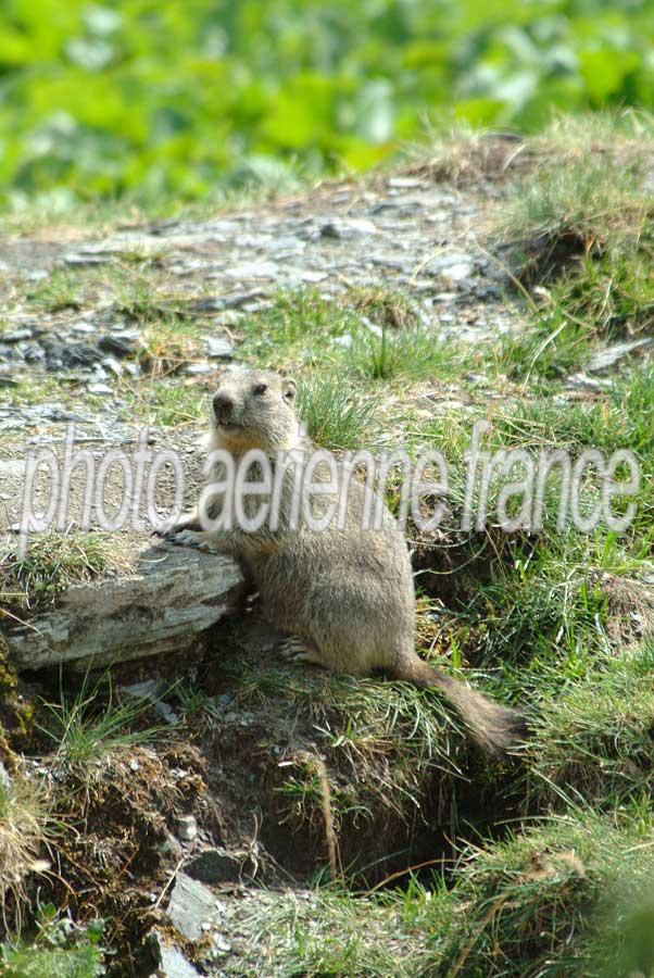 00marmotte-14-0803