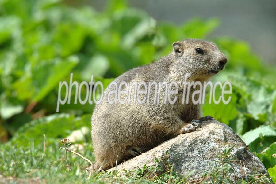 00marmotte-15-0803