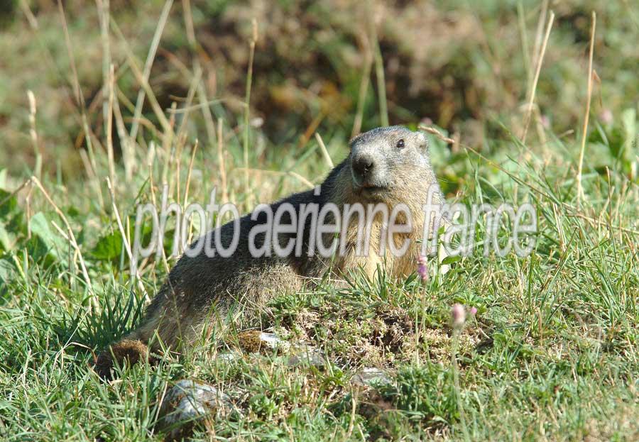 00marmotte-16-0803