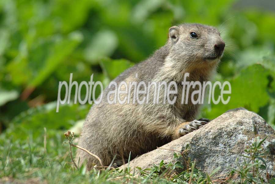 00marmotte-17-0803