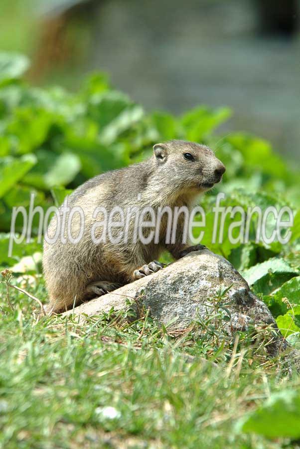 00marmotte-18-0803