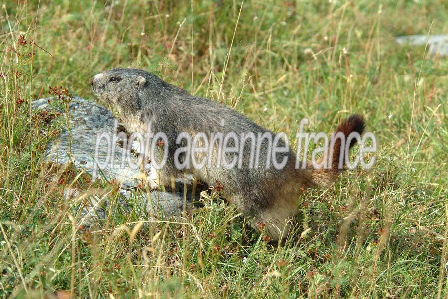 00marmotte-19-0803