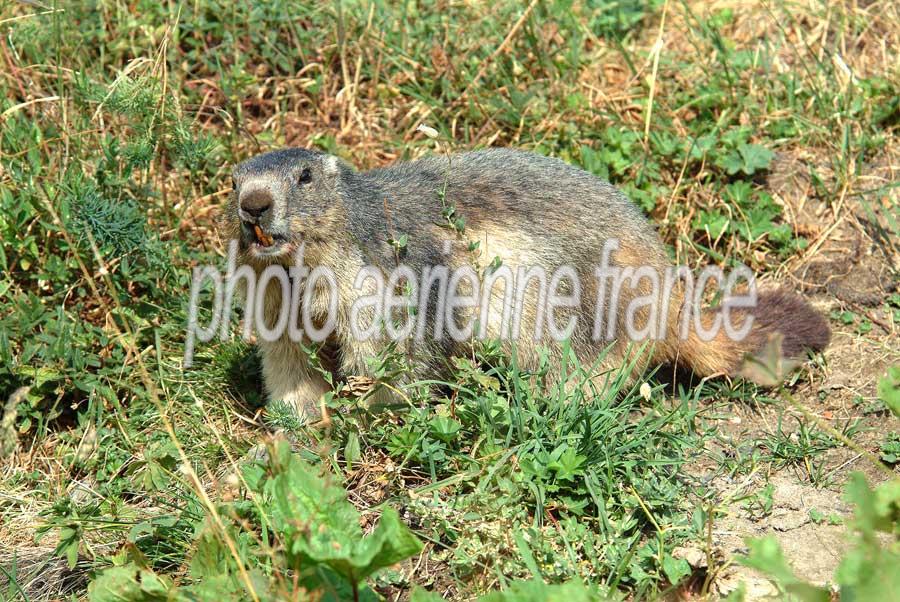 00marmotte-20-0803