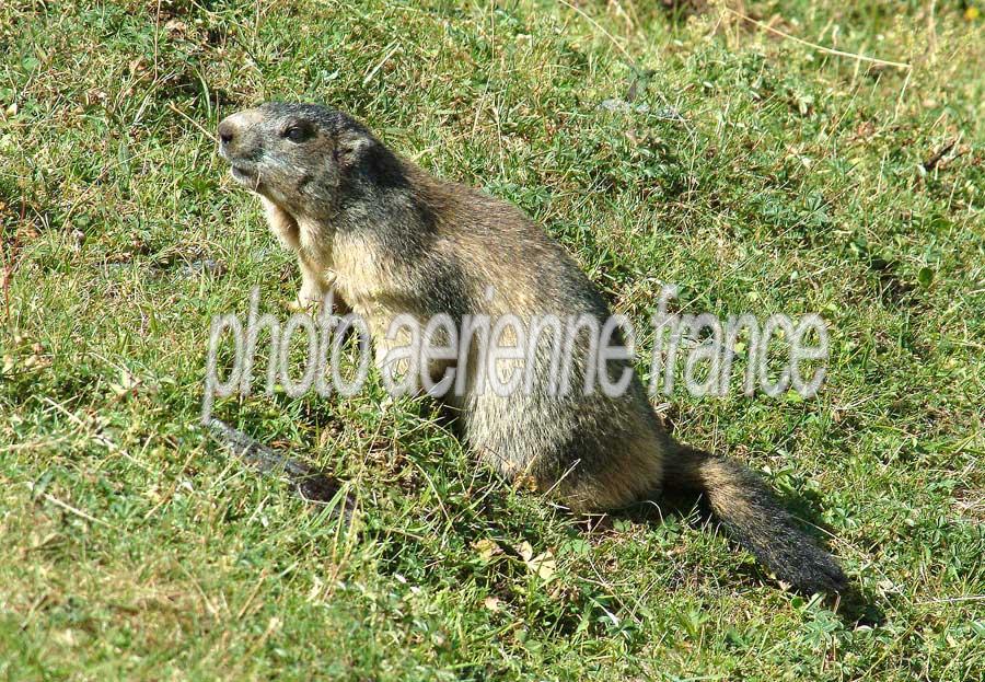 00marmotte-23-0803