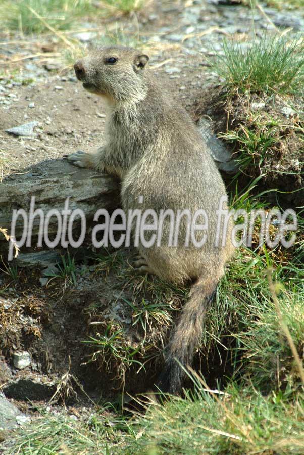 00marmotte-24-0803