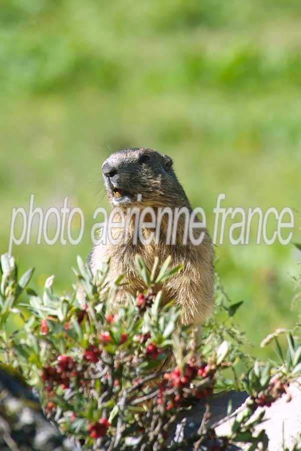 00marmotte-26-0805