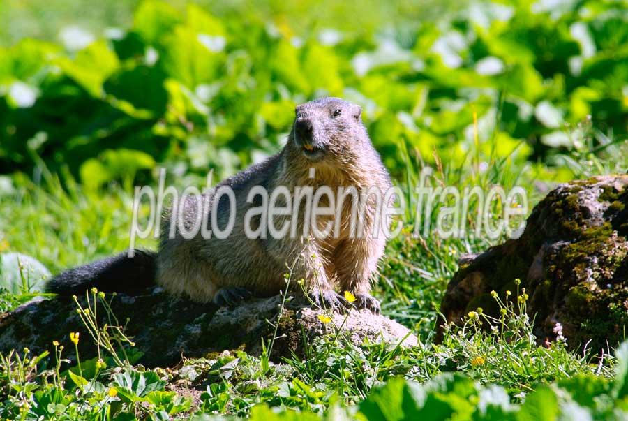 00marmotte-34-0805