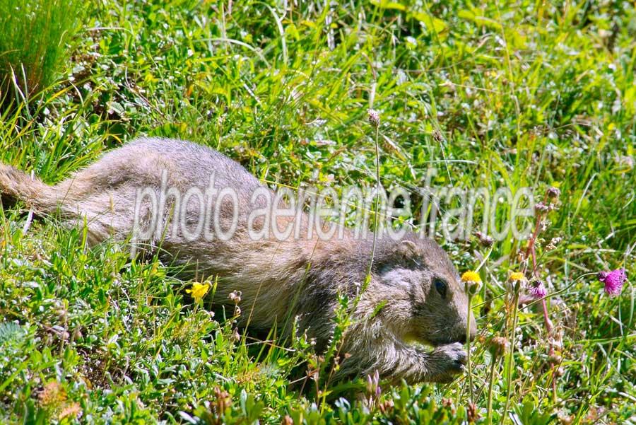 00marmotte-64-0805